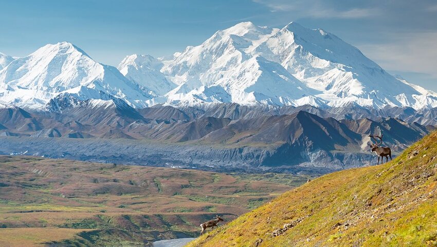 Caribou deer in front of Mount Denali, Denali National Park, Alaska