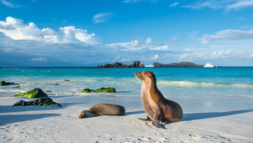 Galapagos sea lions sunbathing at the beach of Espanola island, Galapagos Islands.
