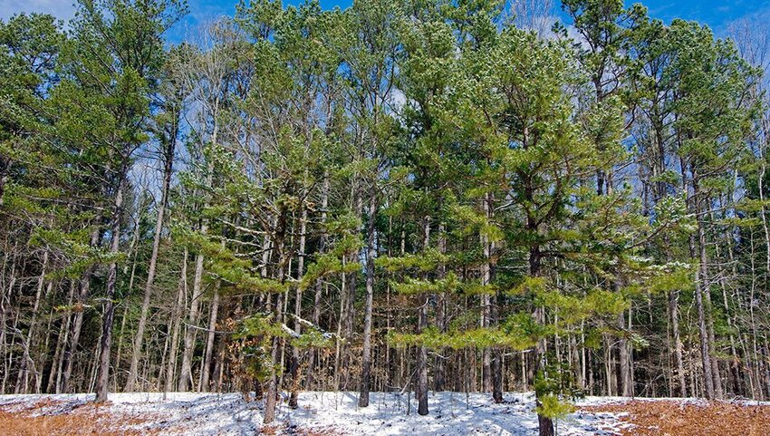 Trees in the Hoosier National Forest.