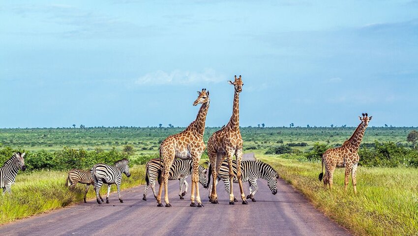 Giraffe and plains zebra crossing a road in Kruger National Park.