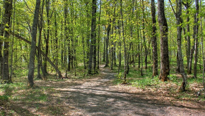 Forest at the top of Mount Arvon.