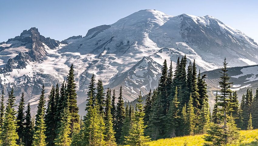 Pine trees with Mount Rainier behind them. 