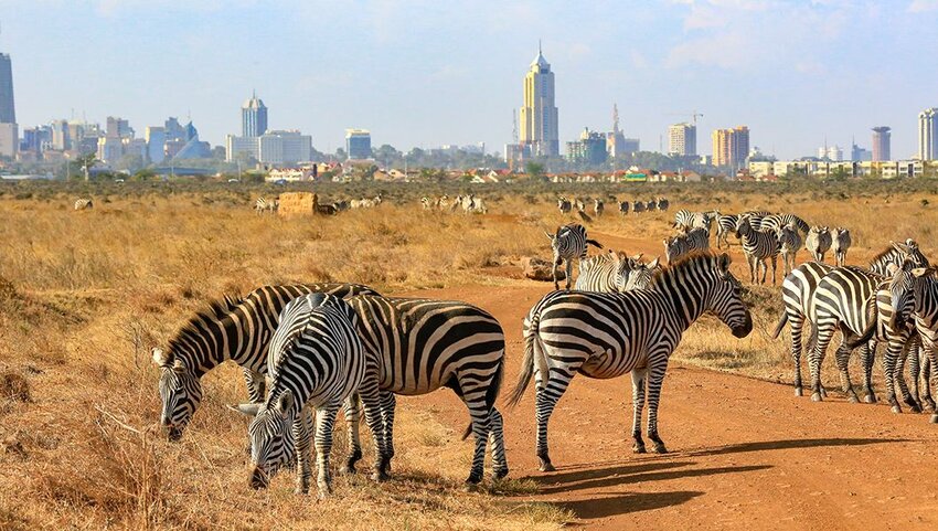 Grazing zebra in Nairobi National Park with city skyline in the distance.