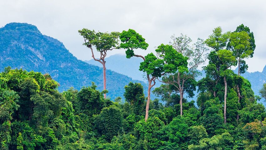 Green tropical rainforest with mountains in background.