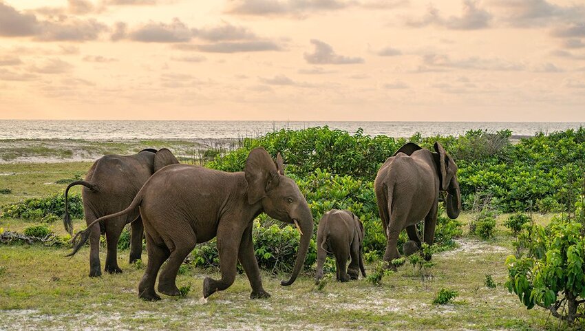 Group of elephants in Loango National Park in Gabon.