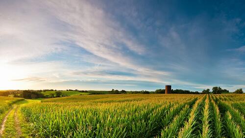 Sunrise over corn field with silo.