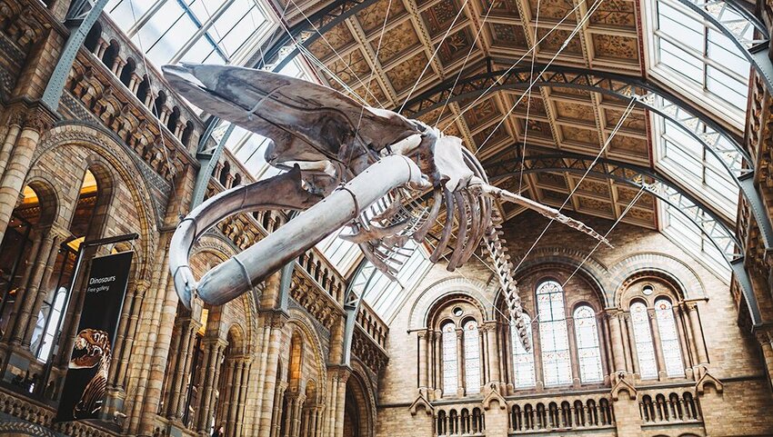 Bộ xương cá voi xanh lơ lửng trên trần nhà ở Bảo tàng Lịch sử Tự nhiên và Bảo tàng Khoa học ở London.