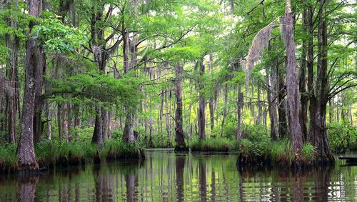 Louisiana bayou.