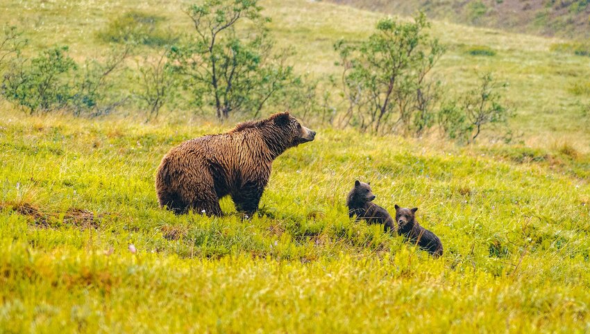 Where to See Baby Animals in the U.S. This Spring