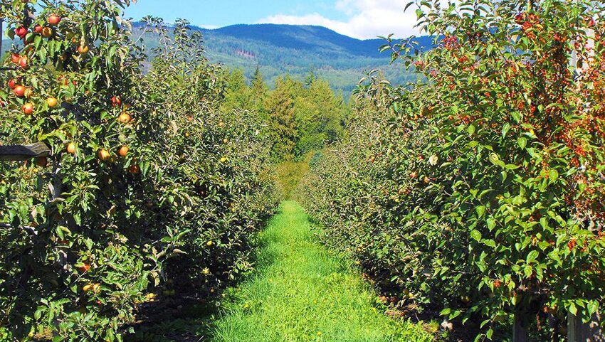 Rows of apple trees in orchard in Washington state.