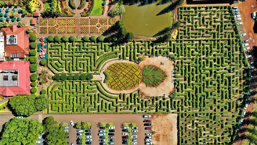 Aerial of pineapple maze at Dole Plantation.