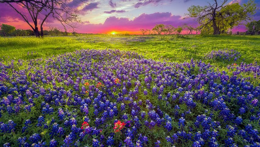 Dawn breaks over a field of bluebonnets and Indian paintbrushes near Fredericksburg, TX.