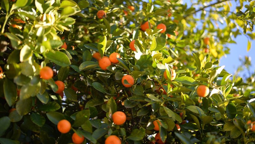 Oranges on tree.