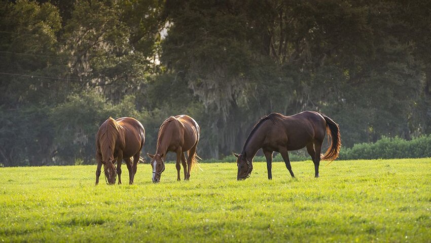 Three horses grazing in field.