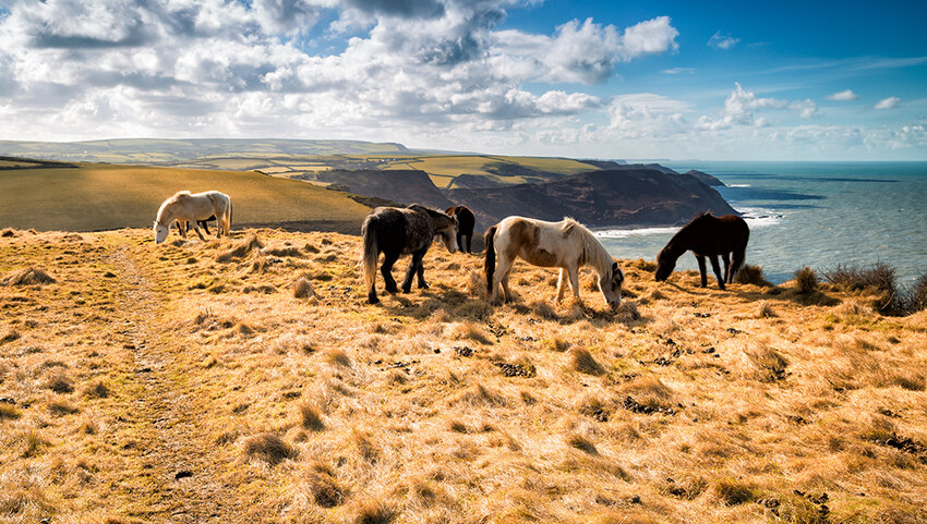 Horses on the coast path near dude in Cornwall.