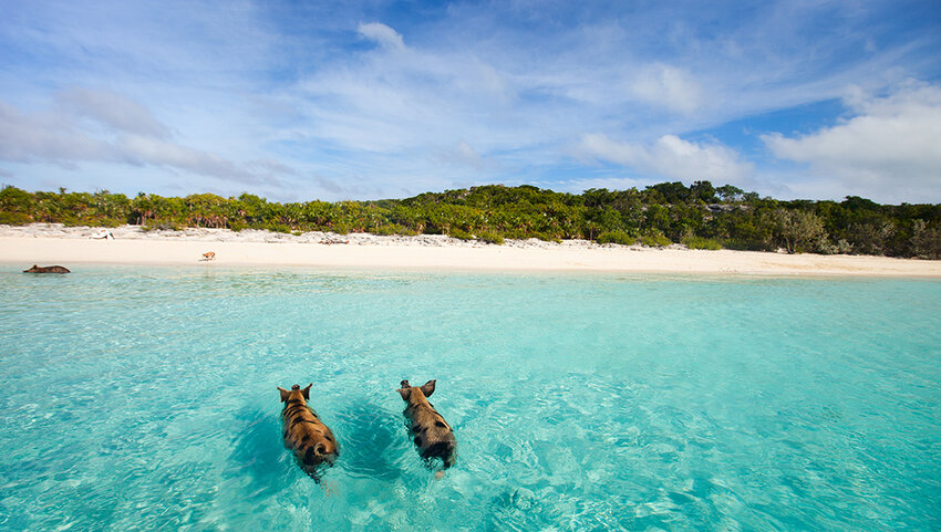 Swimming pigs near the beach shore of Exuma.