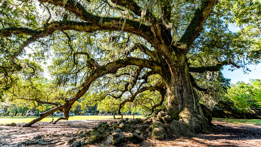 Oldest southern live oak in New Orleans Audubon park on sunny day with hanging spanish moss.
