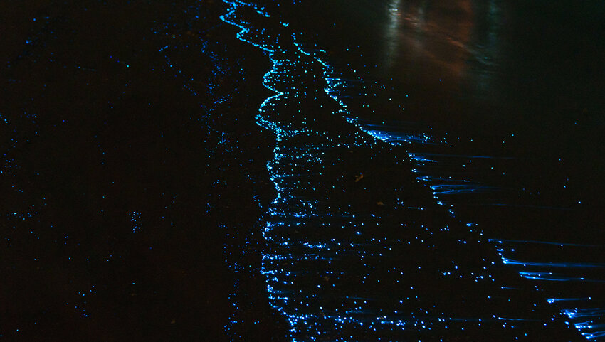 Best Places in the World to See Bioluminescent Sea Creatures - Thrillist