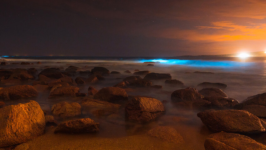 Bioluminescent plankton: 'It's the northern lights of the ocean