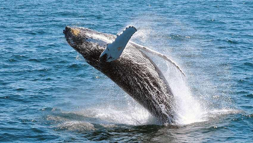 A whale jumping out of the water near Cape Cod.