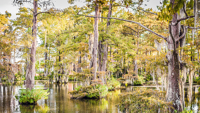 Trees in cypress lake. 