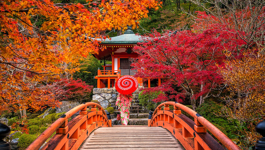 Young women wearing traditional Japanese Yukata at Daigo-ji temple with colorful red maple trees.