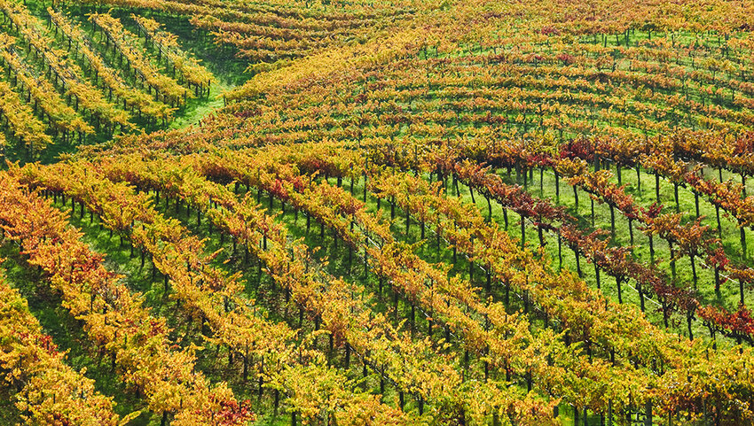 Rolling vineyard in fall.