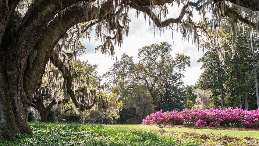 An ancient oak tree covered in Spanish moss is surrounded by pink Azaleas.