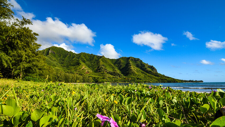 Field with flowers with mountains and beach in distance. 