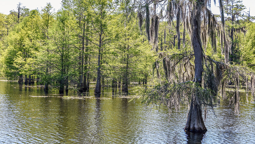 Cypress trees growing in Chicot Lake, Chicot State Park.