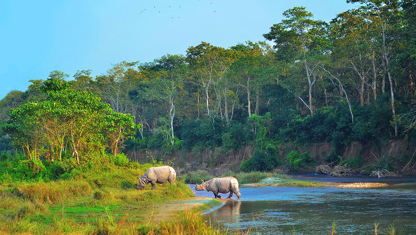 Rhinos near water in Chitwan National Park.
