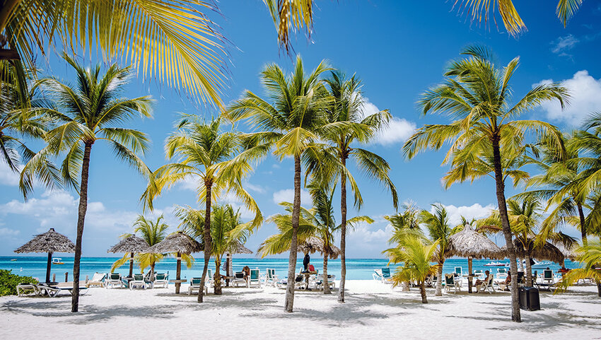 Beach covered in palm trees with umbrellas and beach chairs set up.