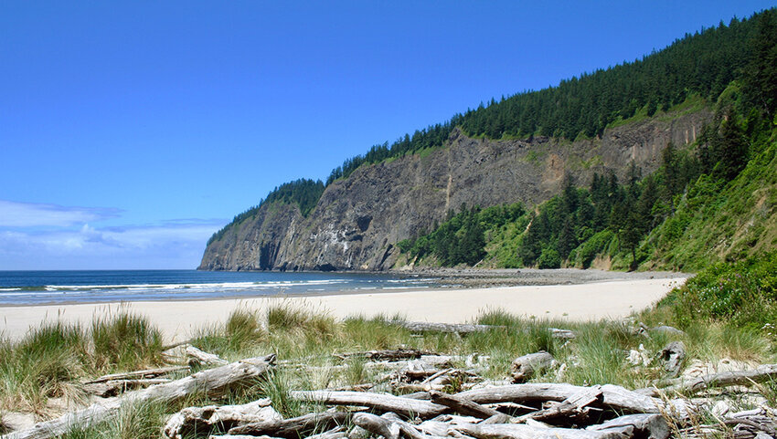 Driftwood and beach and cliffs in distance. 