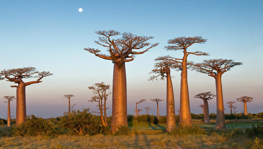 Group of baobab trees at dusk.