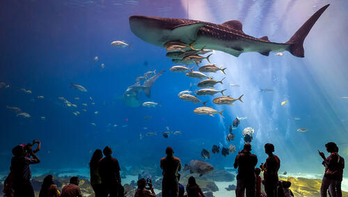 People standing in front of large aquarium watching fish and a shark.