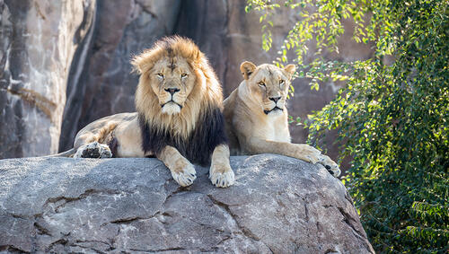 Male and female lions sitting on rock.