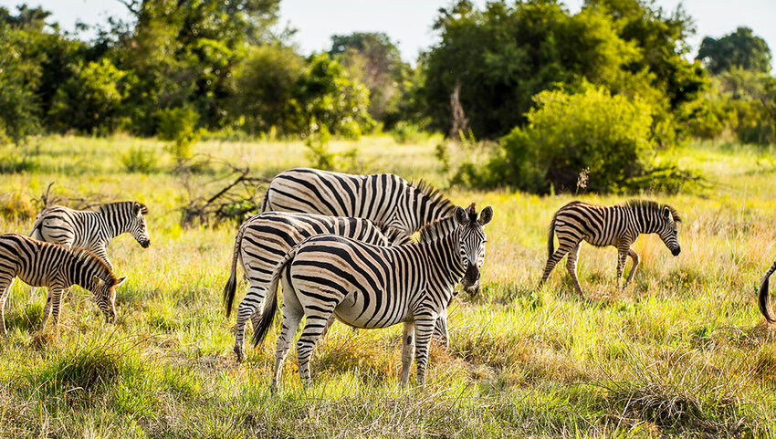 Flock of zebra grazing.