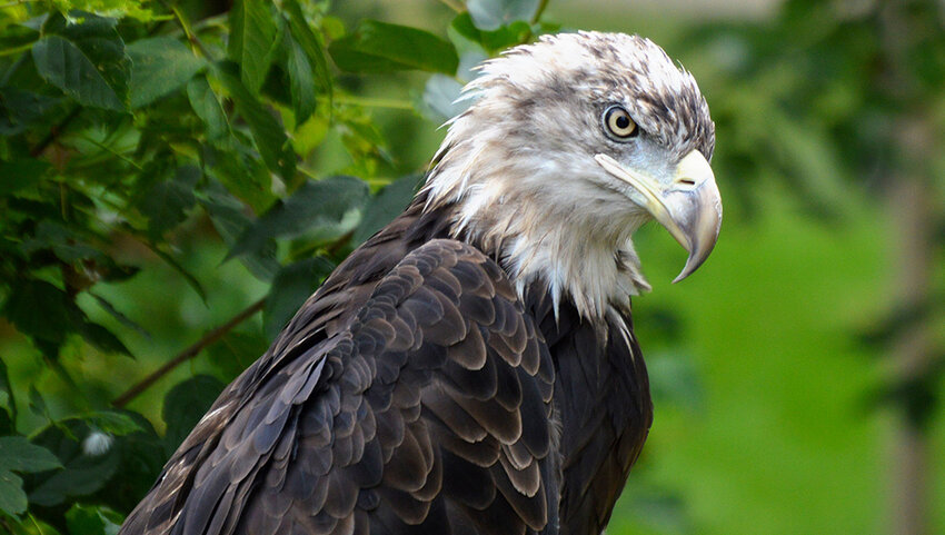 Bald Eagle staring.