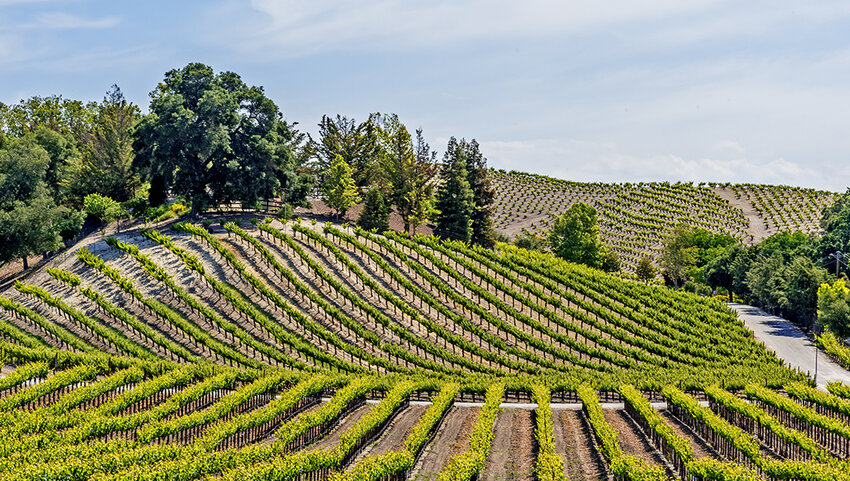 Vineyard in California.