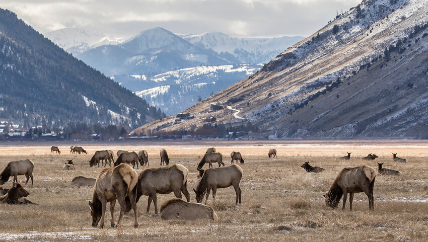 An elk herd on the national elk refuge feeding on yellow grass in winter 