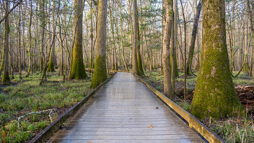 Boardwalk through trees. 