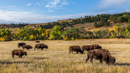 American buffalo herd grazing in Custer State Park.