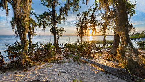 Sun setting over beach with moss covered trees. 