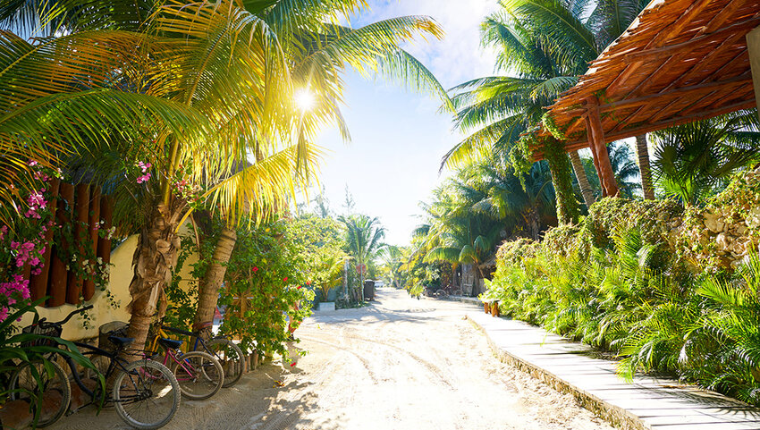 View down a street lined with palm trees and parked bicycles. 