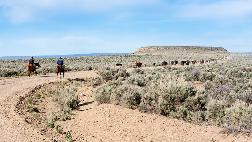 Two working cowboys moving a herd of cattle along a road.