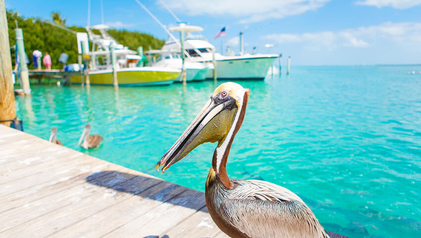 Big brown pelican on dock in front of water and boats. 